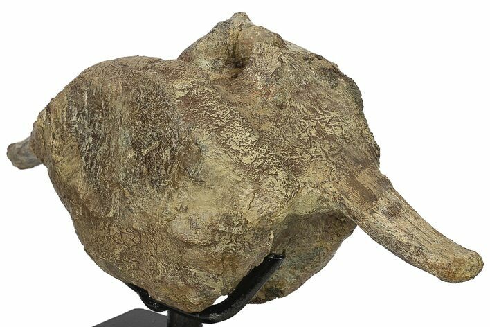 Triceratops Cervical Vertebra On Stand - Wyoming #134541